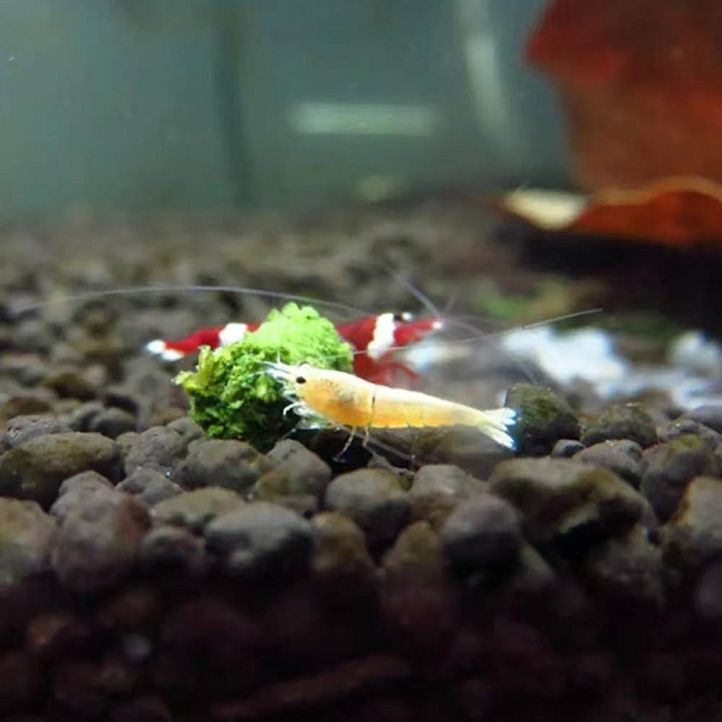 Корм для креветок с шпинатом,  – обзор и цена Aquarium Fish Eggs