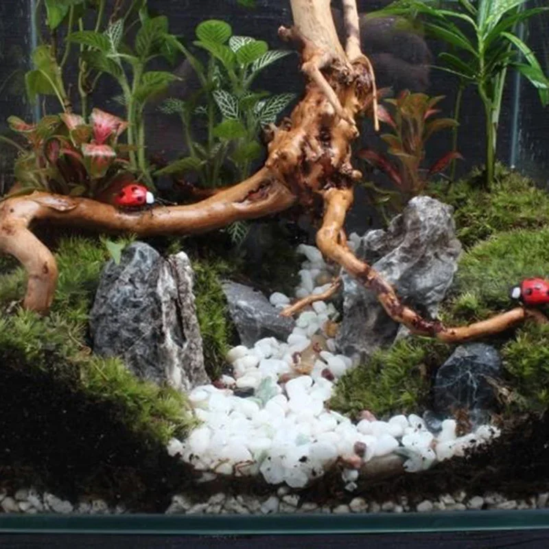 Натуральный ствол дерева Drift – обзор и цена Aquarium Fish For Sale Online