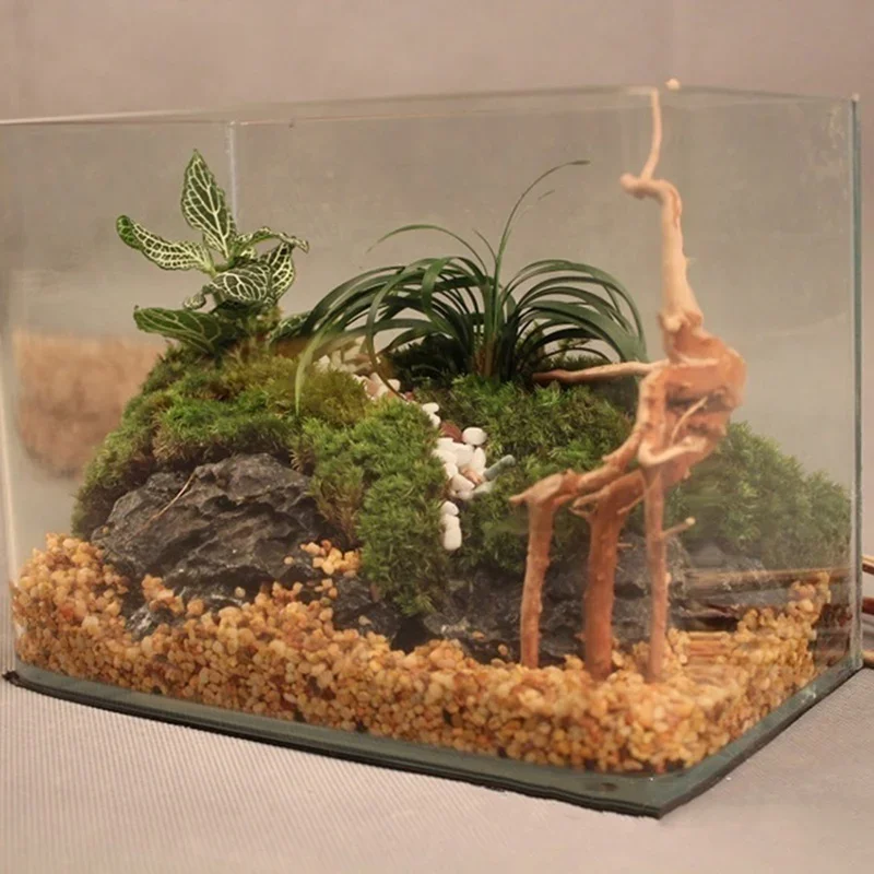 Натуральный ствол дерева Drift – обзор и цена Aquarium Fish For Sale Online