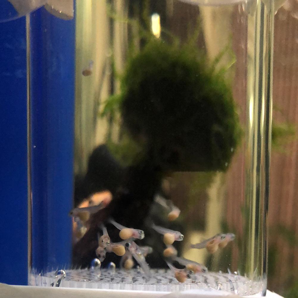 Инкубатор-тумблер для аквариум – обзор и цена Aquarium Fish Eggs