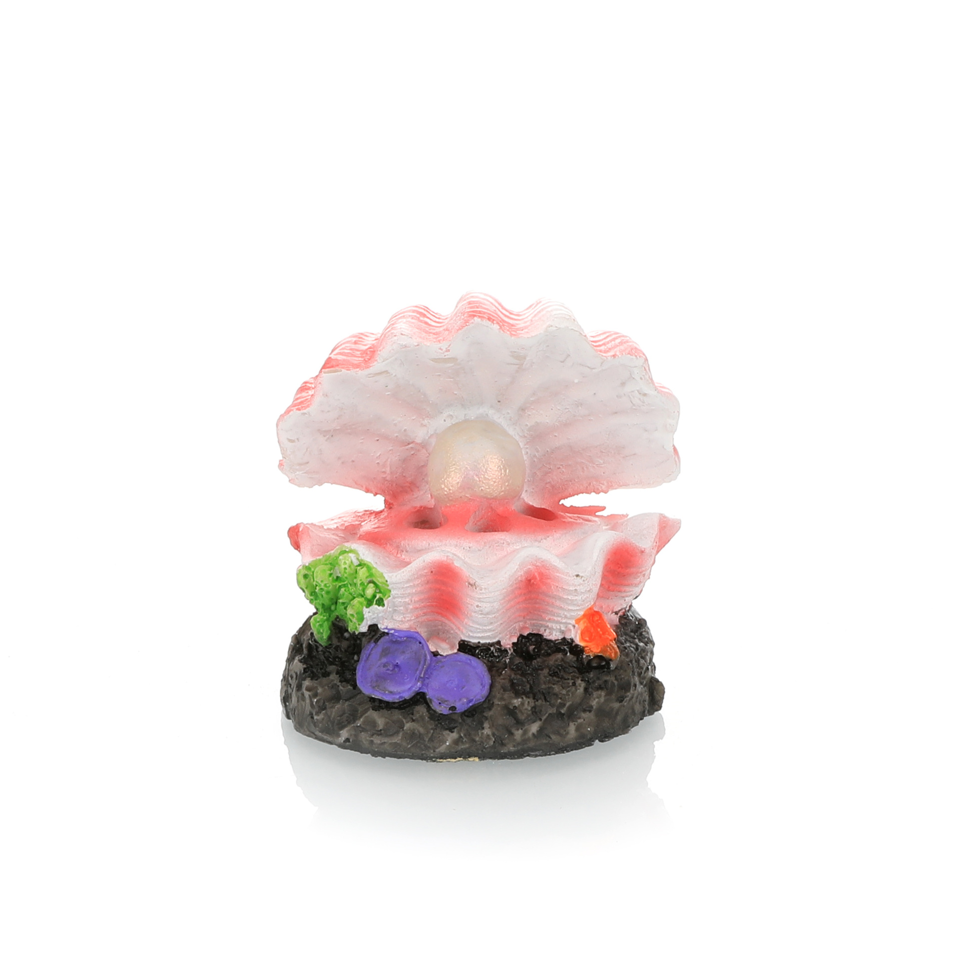 Моделирование ландшафтного диз – обзор и цена Aquarium Fish For Sale Online
