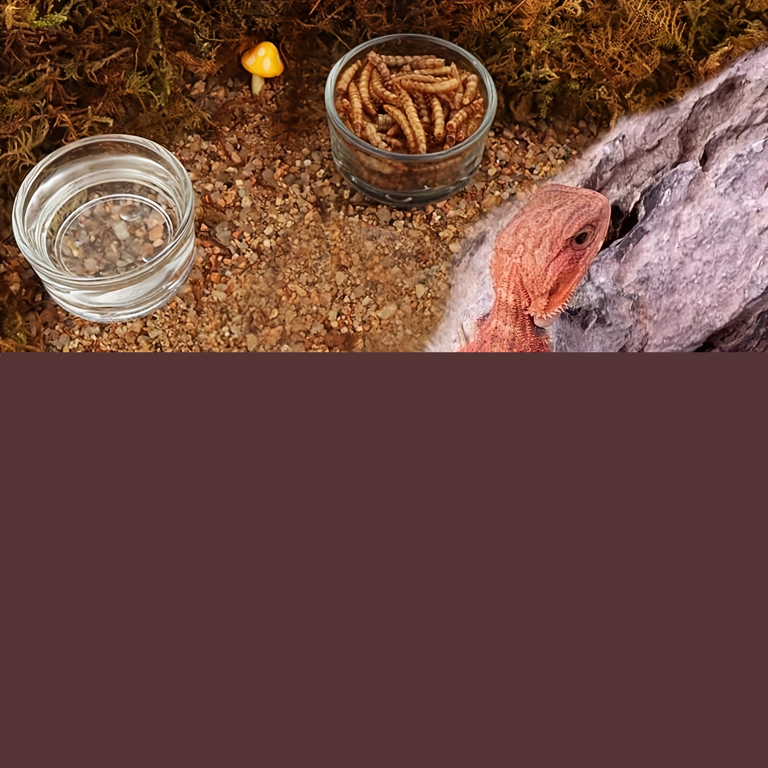 Стеклянная мини-тарелка для ко – обзор и цена Aquarium Fish Food