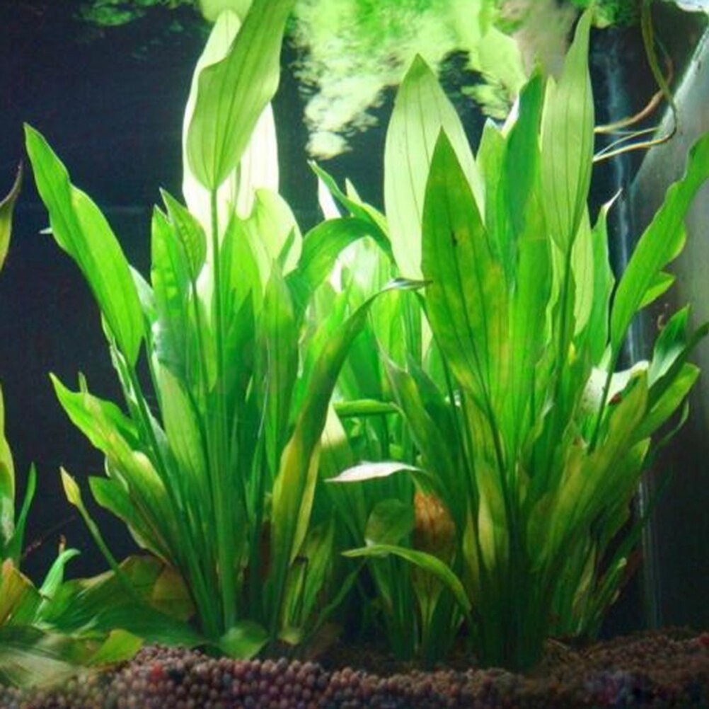 15 см искусственный декор для  – обзор и цена Aquarium Fish For Sale Online