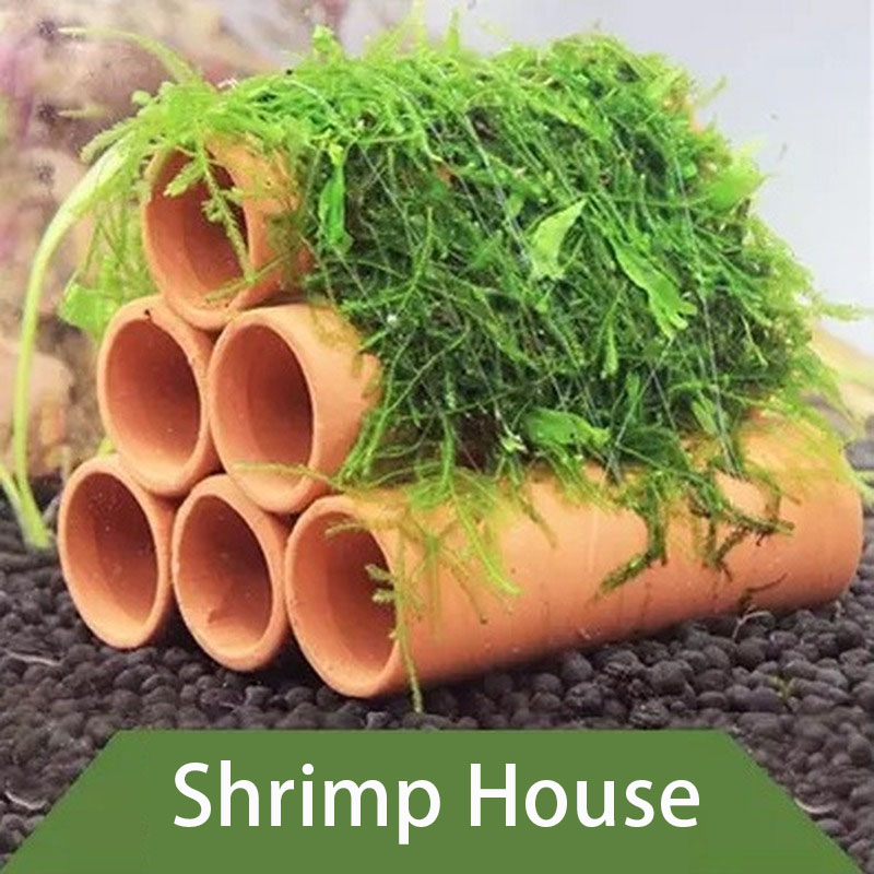 Глиняное украшение для аквариу – обзор и цена Aquarium Fish For Sale Online