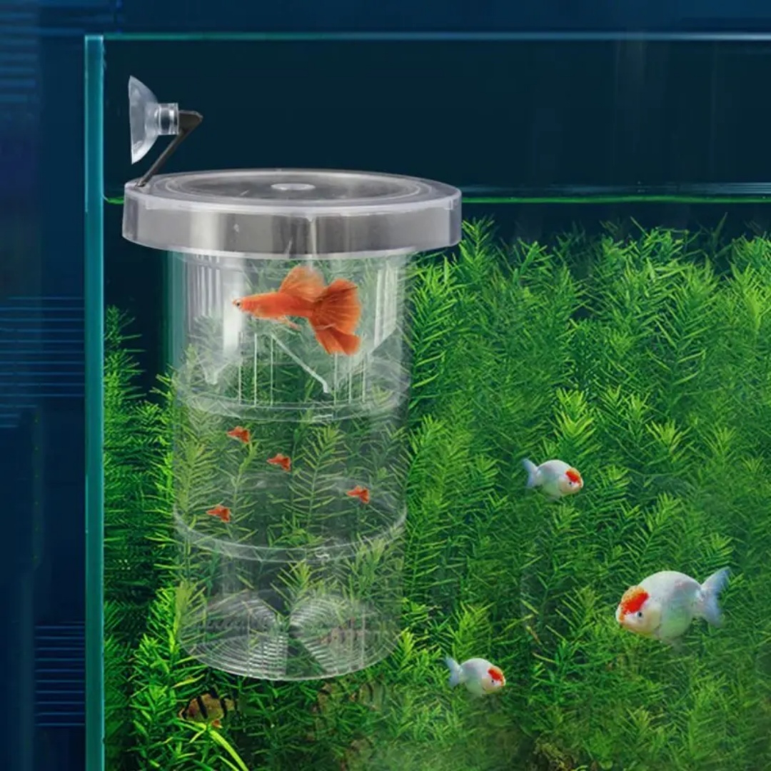 Акриловая плавающая изоляционн – обзор и цена Box Fish In Aquarium